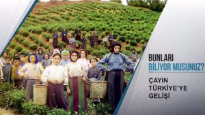 Bunları Biliyor Musunuz? Çayın Türkiye`ye Gelişi