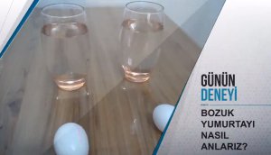 Günün Deneyi: Bozuk Yumurtayı Nasıl Anlarız?
