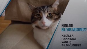 Bunları Biliyor Musunuz? Kediler Hakkında 18 Yanlış Bilgi